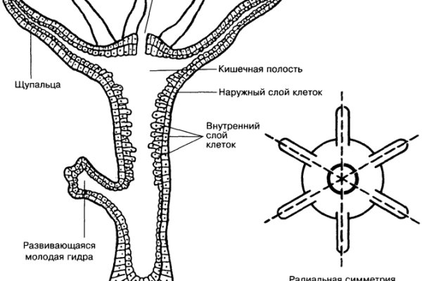 Кракен не заходит