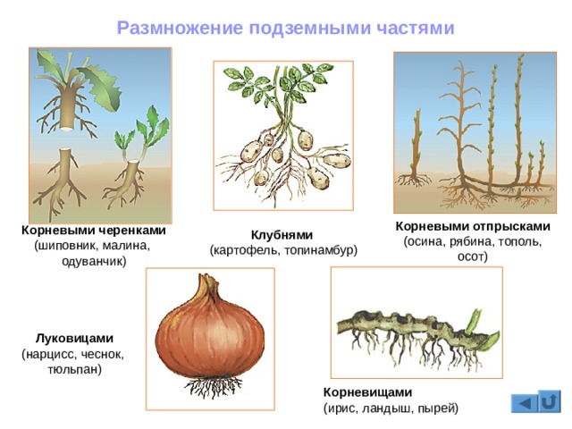 Кракен сайт для наркоманов